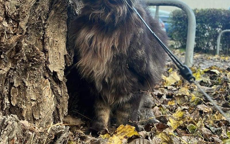 Leon (Maine Coon)ma zaraz w marcu 3 lata. Mamy 2 kocurka 10 miesięcznego dachowca Juppiego.