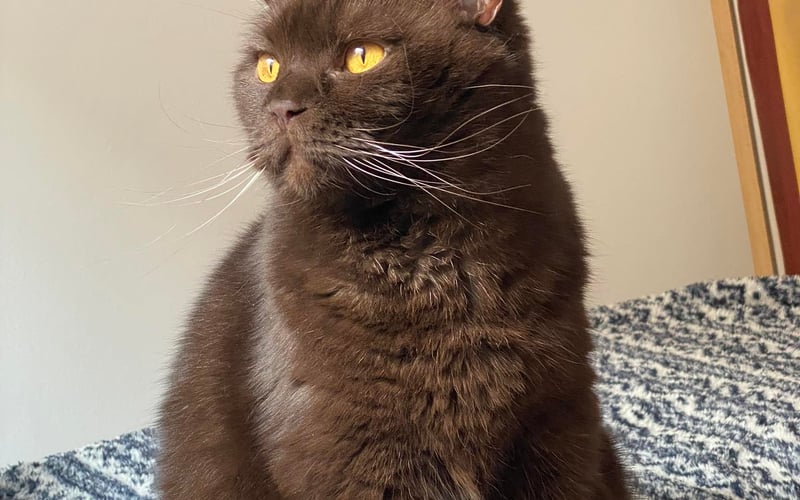 Pesto jest 6-letnim pięknym kotkiem o czekoladowym futerku. Najlepszy towarzysz życia, który mi się trafił! Kocha tuńczyka, wszelkie kocie smaczki i obserwować świat za okna. Zanim się zjawił w moim życiu, dwa tygodnie przed, zjawił się znak w postaci dużego plakatu czarnego kota o żółtych oczach.  Mimo, że jest adoptowany, szybko odnalazł się w moim domu i życiu, każdemu życzę takiej odwagi jaką ma ten kotek!
