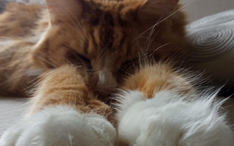 Migotka to trzyletnia kocica rasy Maine Coon.  Urocza ruda kotka,  która uwielbia wylegiwać się na kanapie i  odkręcać wodę w kranach.