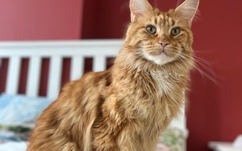 Ragnar to trzyletni kocur rasy Maine Coon. Mały kotek w dużym rudym trochę ciapowatym kocim ciele. Uwielbia spać i mruczeć. Jest bratem Migotki która też startuje w konkursie