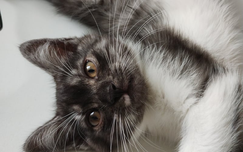 Ramen jest prawdopodobnie mieszańcem kota europejskiego z Maine Coonem, ma 7 miesięcy, jest bardzo czułym, radosnym a zarazem energicznym kotem. Uwielbia się bawić, polować i jeść. Jest najprzystojniejszym kociakiem na osiedlu ;)