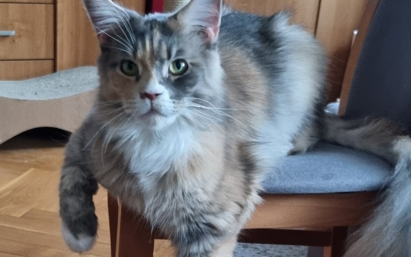 Kotka razy Maine Coon