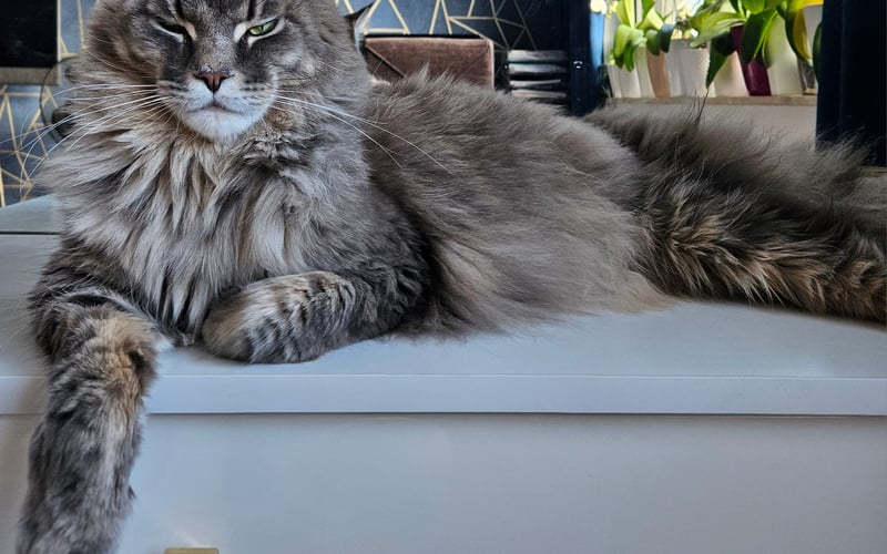 Lucky jest kotem rasy Maine Coon. Urodzony 08.08.2018, kolor - niebieski tygrysio pręgowany. Lucky jest najlepszym przyjacielem dziecka.