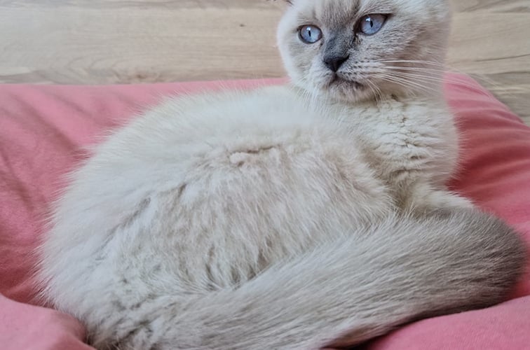 Kotek szkocki o przepięknych niebieskich oczach i umaszczeniu blue point. Ma dopiero 5 miesięcy a już jest małą damą.