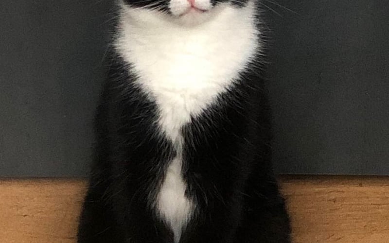 Bob to 3-letni, jednooki kot. Został adoptowany z fundacji TOZ Jawor. Mimo że ma jedno oko, mierzy wysoko ;)