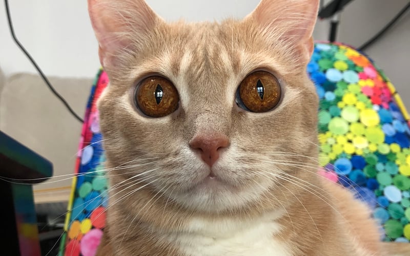 Henryk ma ogromne bursztynowe oczy i ciasteczkowy kolor futra. Jestem w nim zakochana po sam czubek kocich uszu i ogona.