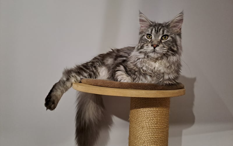 Majster, to 11 miesięczny Maine Coon. 
Jest bardzo towarzyskim i gadatliwym kociakiem. Do jego ulubionych czynności należy spanie oraz zabawa kluczem imbusowym ;)