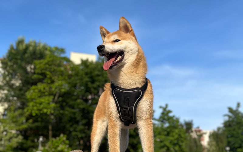 Biszkopt, razy Shiba Inu , 9 miesięcy. Energiczny i ciekawy świata memiczny pieseł 