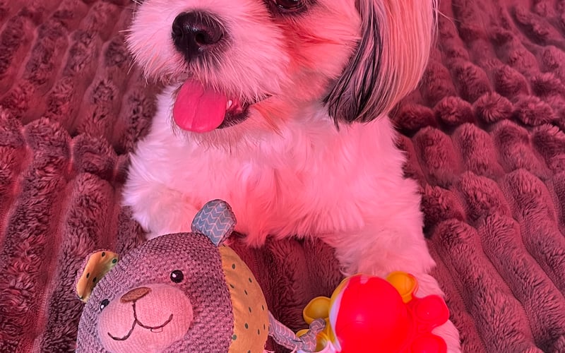 Mia jest jeszcze szczeniakiem rasy Shih-tzu , ma siostrę Labradorka Lunę , jest bardzo wesoła i aktywna , lubię kąpać nad jeziorem, i bardzo lubię jedzenie 