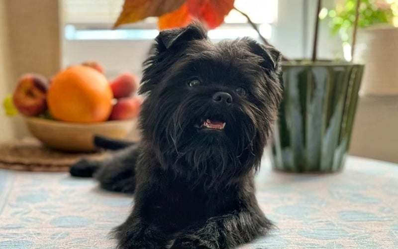 Rori to  roczny szczeniak rasy pinczer małpi (affenpinscher). Jest odważny, pomyślny i niewiarygodnie przystojny! Urzeka każdego, kto go spotyka na spacerze. Lubi pluszaki, kąpiel w stawie w Parku Krzyckim oraz zabawę z kumplami (jest przyjazny wszystkim pieskom, nawet tym ogromnym i wyglądającym dosyć groźnie).