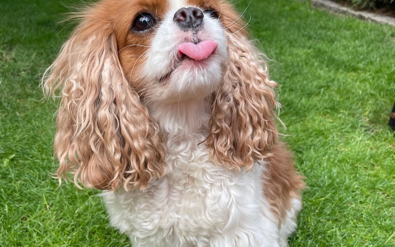 Cavalier king charles spaniel