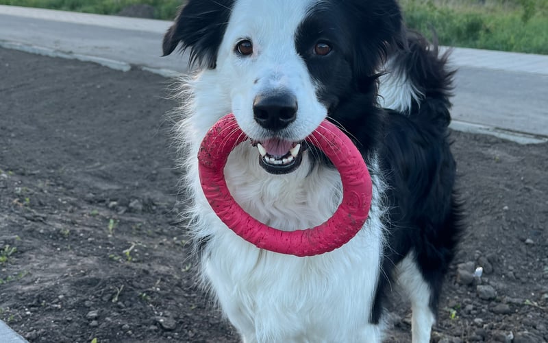 Ares to 4letni pies rasy Border Collie. Z zamiłowania pływak, pogromca piłek i podróżnik