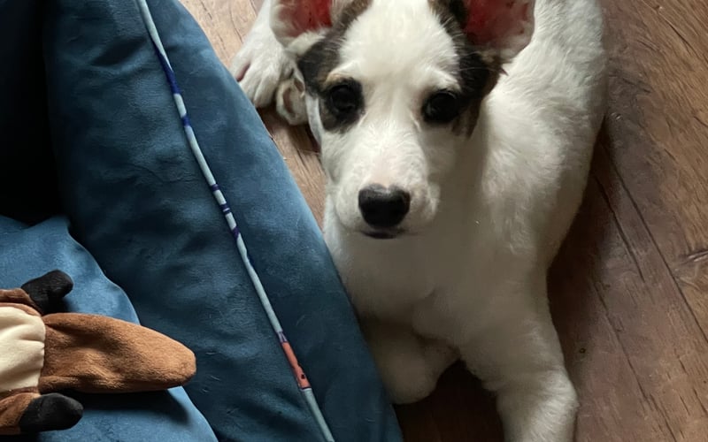 Miluś, obecnie ma 5 miesięcy. Mieszaniec adoptowany ze schroniska.  Każdego dnia się uczy i rozrabia, uwielbia inne pieski, dzieci i starsze osoby 