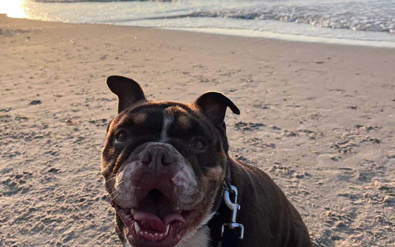Dolly to piękny staroangielski bulldog. Jest bardzo wesoła  i energiczna.  Lubi zabawy z piłeczka i spacer z właścicielami . Kocha być wśród  ludzi .