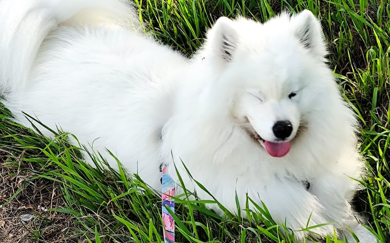 Tajga to 4 letnia suczka rasy samojed. Jest bardzo towarzyska, na spacerach uwielbia nawiązywać nowe znajomości z ludźmi i innymi pieskami. Jej hobby to polowanie na koniki polne. Ulubiony smakołyk to jeżyny prosto z krzaczka.