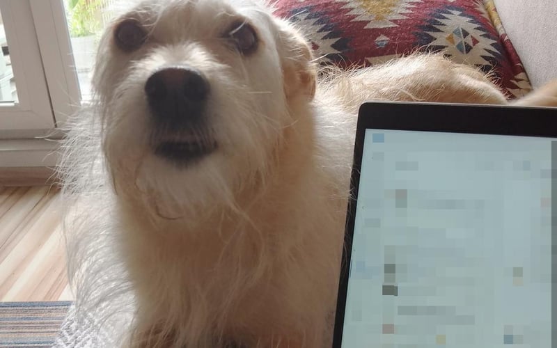 Bossy ma ok 5 lat, nie wiemy dokładnie, bo to adopciak ❤️W domu jest ideałem i przytulaskiem. Na spacerkach nie toleruje innych piesków, a raczej toleruje wedle własnego uznania. Piesek kanapowy.Lubi mizianko i zabawy z domownikami, no i ten tego.....śliczna jest 