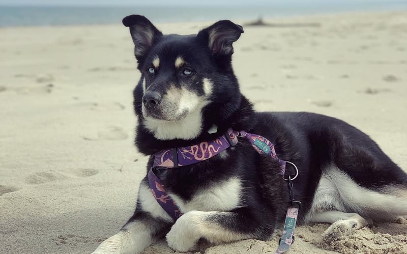 Blue – energiczny i wesołu piesek, który zyskał serca wszystkich po adopcji ze schroniska trzy lata temu. Ma około 5 lat i jest absolutnym entuzjastą jedzenia, podróży i drzemek. Uwielbia spędzać czas na plaży, gdzie cieszy się każdą chwilą nad morzem. Blue to urokliwy pies z nieskończonymi pokładami energii i radości, który z pewnością zasługuje na tytuł Psiej Piękności Wrocławia!