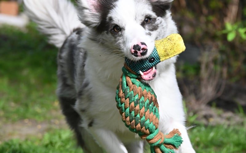 Hestia to prawie 2 letnia suczka rasy Border Collie. Nosek ma jak krówka. Ma masę energii i gdyby mogła, cały dzień by się bawiła ze swoim najlepszym psim przyjacielem. Mamy ją odkąd skończyła 4 miesiące i dużo trudności przeszliśmy aby wyszła na prostą. Kochamy ją najmocniej na świecie mimo, że jest wielką wariatką.