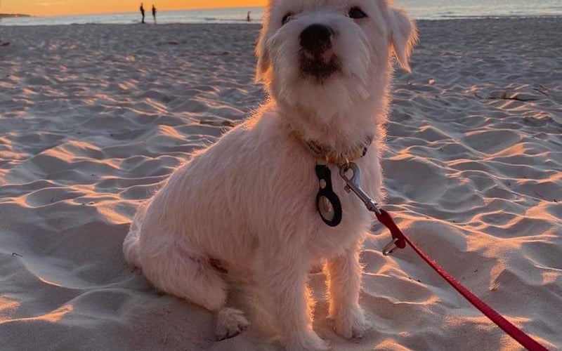 Suczka Jack Russell Terrier, znajdzie każdą piłkę, wyliże każdy talerz i ucałuje wszystkich domowników :)
