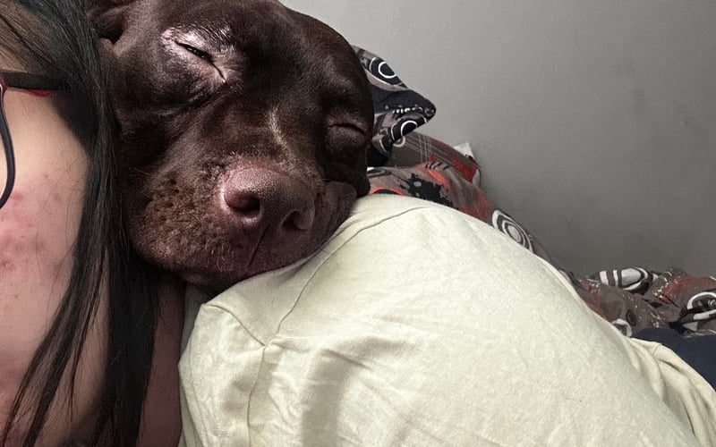 Cześć! Jestem Mila, Milka. Mam maść czekoladową więc zazwyczaj mówią do mnie czekoladka, jestem rasą Pitbull-terrier mam 2 latka! Uwielbiam się bawić i uwielbiam długie spacery :D ze mna nie ma nudy zawsze znajdę rozwiązanie na nudę! Kocham wykonywać sztuczki które nauczyli mnie Pani z Panem! Psss robie to bo dostaje wtedy duzo smaczków