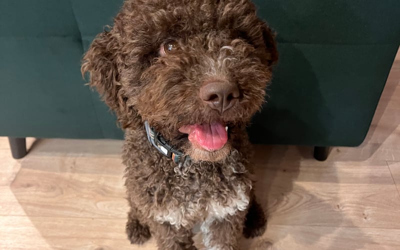 Nawia. Niezwykle łasa na pieszczoty przedstawicielka rasy Lagotto Romagnolo
(choć często mylona z Pudlem i innymi „doodlami”). 
Uwielbia wodę, spacery po górach i dobrze zjeść ;)