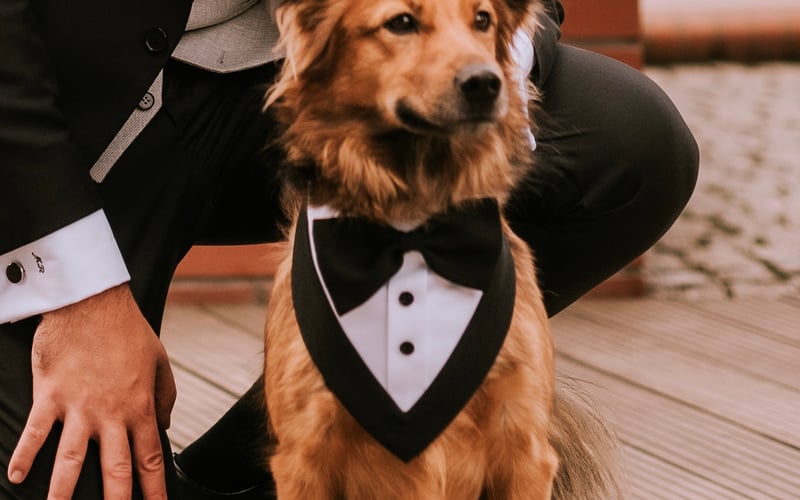 Cześć jestem Charlie (Czaruś) i mieszkam we Wrocławiu. Mówią, że w moim eleganckim garniturze mogę skraść nie jedno serce! Auuu