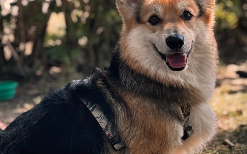 Hej, jestem Link - Welsh Corgi Pembroke. Uwielbiam gryźć patyczki i jeździć na rowerze, oczywiście jako pasażer w plecaczku. :)