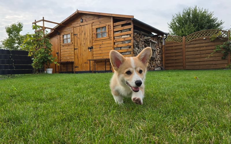 Chrobry to iście królewski 3-miesięczny corgi. Jego największe pasje to spanko i jedzonko, ale piszczącymi i szeleszczącymi zabawkami też nie pogardzi.