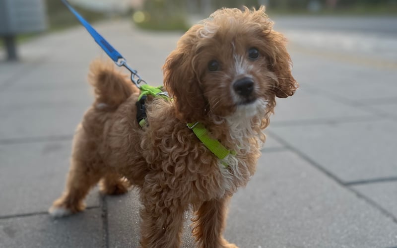 Śliczna dziewczynka cavapoo