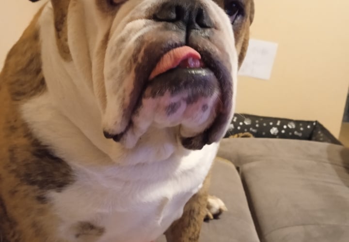 Bulldog angielski. Nasz uparty i kochany 8 letni Grubcio ☺️