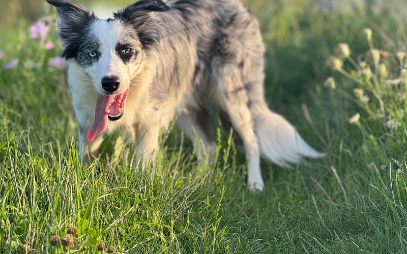 Luna, Border Collie merle blue, to pełna energii i ciekawości suczka, która uwielbia biegać i się uczyć. Border Collie to jedna z najbardziej inteligentnych ras psów, a Luna jest tego doskonałym przykładem. Dzięki swojemu pięknemu umaszczeniu merle blue przyciąga wzrok, a jej wrodzona chęć do nauki sprawia, że szybko przyswaja nowe komendy i sztuczki.
Luna uwielbia spędzać czas na świeżym powietrzu, biegnąc po łąkach czy parkach, gdzie może spożytkować swoją energię. Jest w swoim żywiole, kiedy może uczyć się nowych rzeczy, niezależnie czy są to sztuczki, czy bardziej zaawansowane zadania. Taka aktywność nie tylko zapewnia jej odpowiednią dawkę ruchu, ale także stymuluje jej umysł, co jest niezwykle ważne dla tej rasy.
Dzięki jej pasji do biegania i uczenia się, Luna jest nie tylko wspaniałym towarzyszem, ale także doskonałym partnerem do aktywnego spędzania czasu.