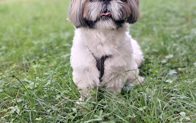 Harry jest bardzo łagodnym i wesołym 2 letnim pieskiem. Uwielbia zabawę z dziećmi i innymi pieskami. Pomiędzy spacerami leniuchuje. Za smaczki zrobi wszystkie wyuczone sztuczki.