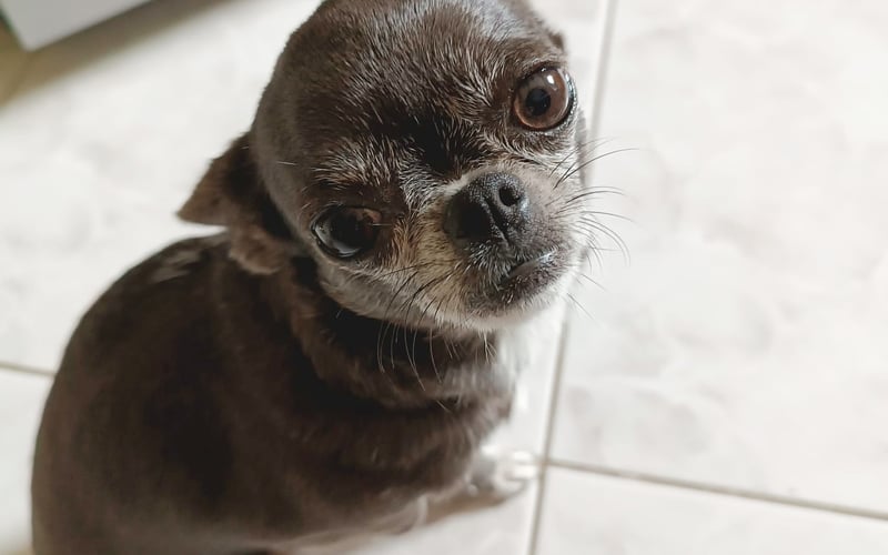 Mam na imię Ines i jestem niebieską 2,5 letnią chihuahua.
Kocham smaczki i swoich ludzkich rodziców.
Moje łapki podobno pachną popcornem.
Pozdrawiam wszystkich psich przyjaciół!