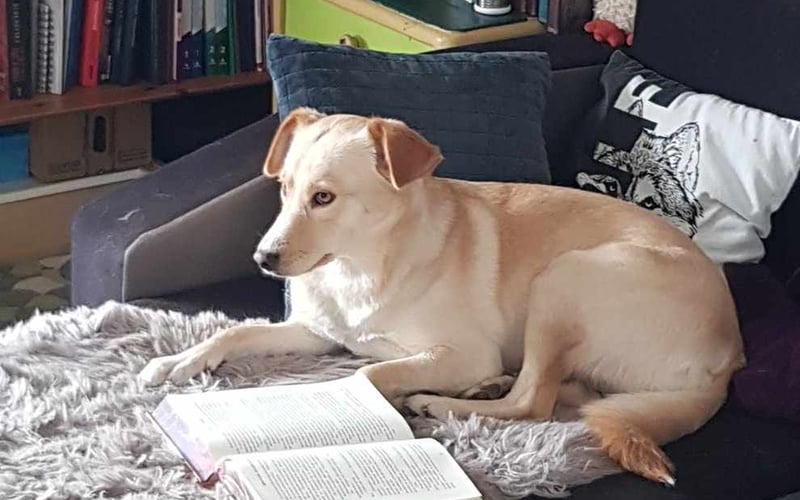 Lili to cudny, wesoły biszkoptowy adopciak, z rudymi uszkami niczym dwie kiteczki. Kocha dawać buziaczki i przekopywać ogródek.