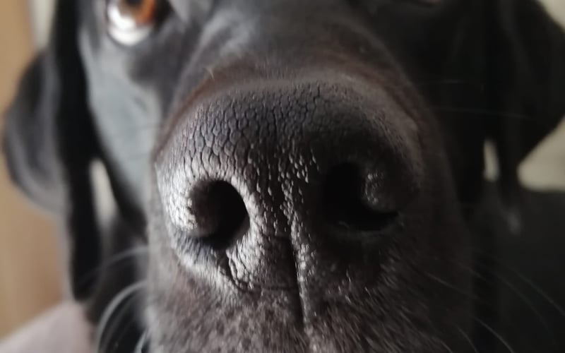 10 letnia suczka typu labrador, uwielbiam bawić się pluszakami a jej żołądek nie ma dna