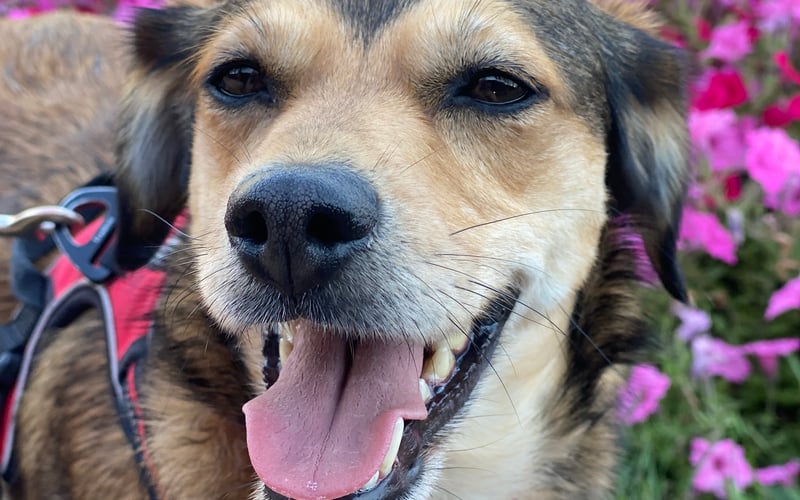 Ciaooo! Na imię mam Grappa, dla psyjaciół i rodzinki Papula. Szczekam po polsku i włosku, bo mame Polka, a tate Italiano. Jestem adopciakiem z Grupy Ratuj i kocham życie z moimi człowiekami!!! No i kocham Wrocław - moje miasto. Jestem z Psiego Pola i się tego nie wstydzę! 