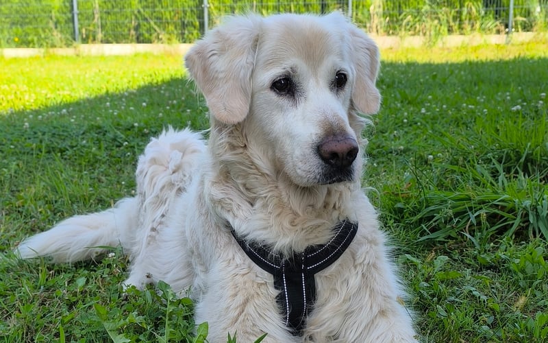 Rejfi to 10 letni golden retriever, który jest najpiękniejszym piskiem na świecie, tak jak każdy piesek.