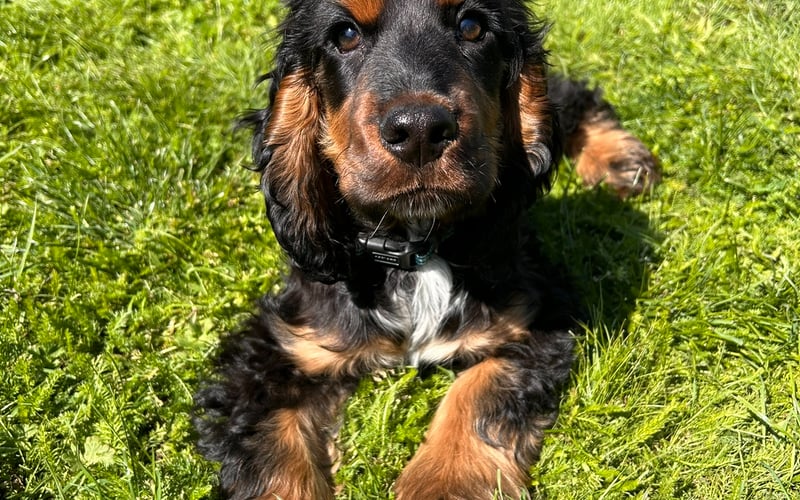 Diego to młody piesek. Jest to cocker spaniel angielski. Urodził sie 9 stycznia i jest prawdziwym żywiołem.