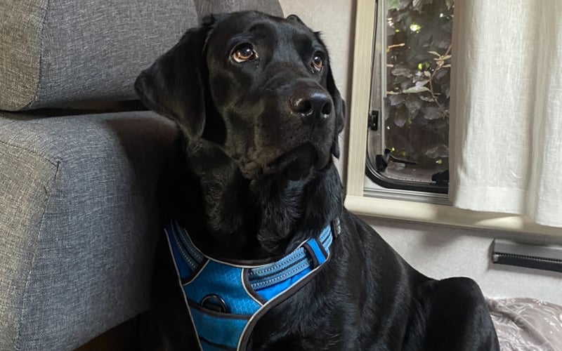Oto nasza Melusia, pies rasy labrador retriever. Ma 3 lata. 
Uwielbia długie spacery i podróże. Jest też bardzo przyjaznym pieskiem.