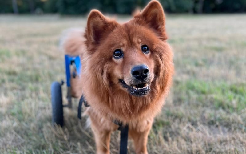 Etna ma ok 8 lat, a 6 lat temu uległa wypadkowi i jest sparaliżowana. W sierpniu minęła 4 rocznica adopcji. Zawsze uśmiechnięta i przekochana.