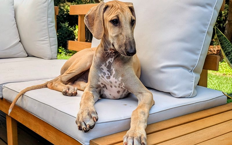 Czesław ma 3 miesiące i jest jednym z niewielu w Europie przedstawicieli rasy Caravan Hound, mającej swe korzenie w dalekich Indiach.