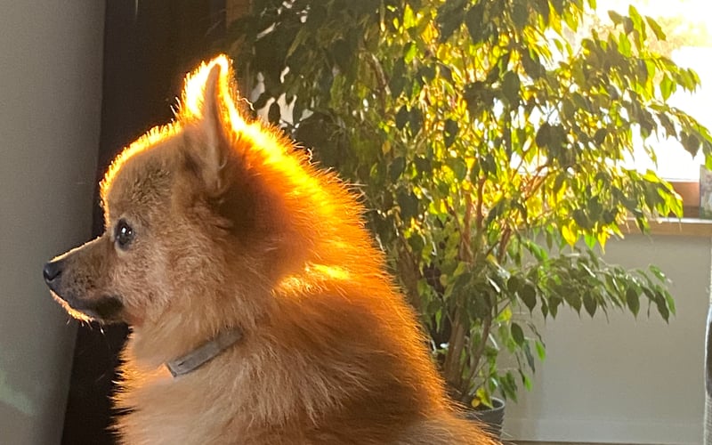 Jestem Gucci, 3 kg piesek o wielkim sercu. Mam młodszą siostrę Coco i starszą- kocią, Szpulkę. Całą trójką stanowimy wesołą, głośną ekipę w domu moich rodziców. Mam zdecydowanie więcej energii niż poranny kubek kawy. Mimo że ważę niecałe 3 kg, jestem większy od owczarka niemieckiego, co wydaje się przeczyć prawom fizyki, jednak potwierdza się w tym, że wielkie psy ode mnie uciekają jak na nie naszczekam. Jestem rudą kulką szczęścia o ambicji lwa. Uwielbiam, kiedy wszyscy się mną zachwycają, a gdy tego nie robią, po prostu szczekam, żeby im przypomnieć, kto tu rządzi. A teraz przepraszam, muszę iść – widzę coś, co absolutnie muszę obszczekać!