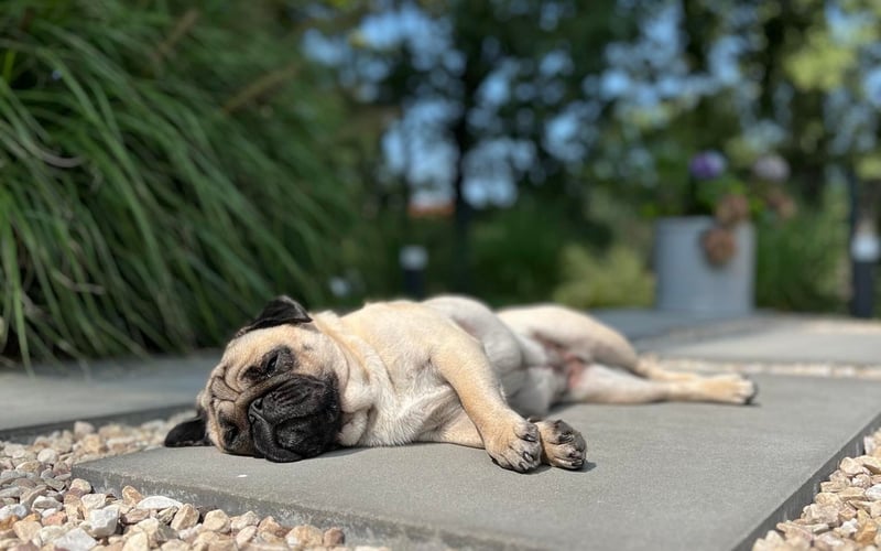 Lola, to wesoła, energiczna, młoda suczka mopsa. Uwielbia spacery, ale najbardziej masełko i serek ☺️♥️ Uwielbia ludzi, ale też inne pieski, każdy przechodzień się uśmiecha na ulicy jak ją widzi