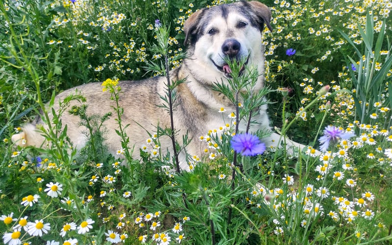 Fifka pierwszego września skończyła 9 lat. Jestem miksem alaskan malamuta z labradorem. Z tej mieszanki wyszedł pies idealny. Kocha wszystkich ludzi i ludzie kochają ją. Kto poznał Fifkę to wie, jak bardzo jest towarzyskim psem. Jest gwiazdą w swoim otoczeniu. Swoim sposobem bycia sprawia, że wszyscy ją kochają. Uwielbia towarzystwo dzieci i z chęcią się z nimi bawi. Jest cudownym przyjacielem i członkiem rodziny.