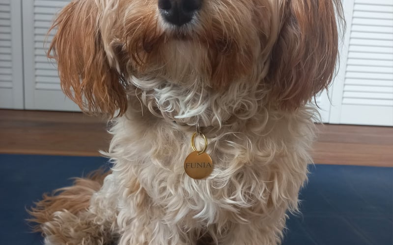 Funia to suczka rasy Cavapoo. Z końcem września kończy roczek. Uwielbia pieszczoty i jazdę rowerem ze swoją Pańcią. Kocha podróże małe i duże samochodem.