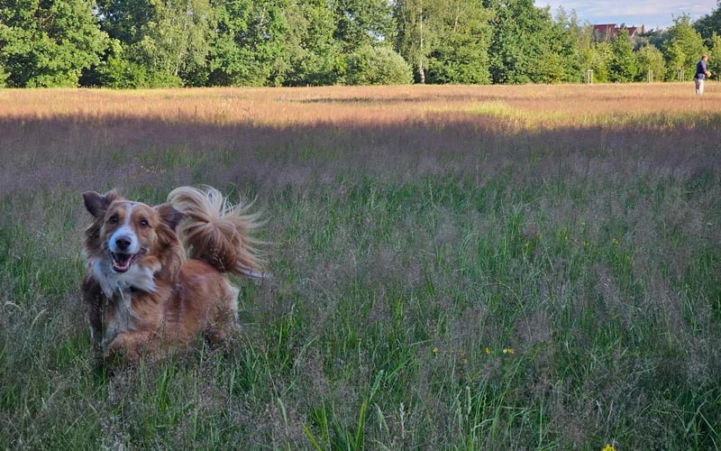 Cosmo - piesek typu corgi 