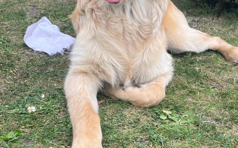 Turbo jest 10-miesięcznym, wesołym i psotliwym Golden retrieverem. Uwielbia spacery oraz zabawy w wodzie.