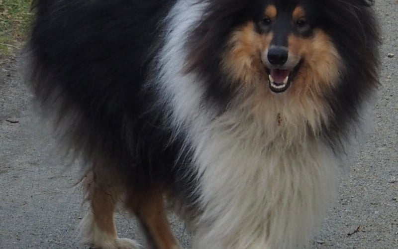 Kobi, owczarek szkocki Collie. Cudowny towarzysz codziennych spacerów, miłośnik piłeczek, przytulas.