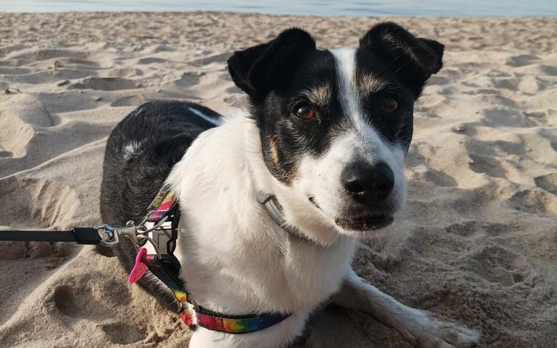 Lucki ma ok.9 lat
Jest adoptowany, i jest z nami 8 lat.
Chłopak był potrącony przez samochód i leżał w rowie 3 dni ze zlamanymy kręgosłupem i szczęką.
Po operacji był w krótko w domu tymczasowym i przyjechał do nas  z Zawiercia .To wesoły , kochany psiak.