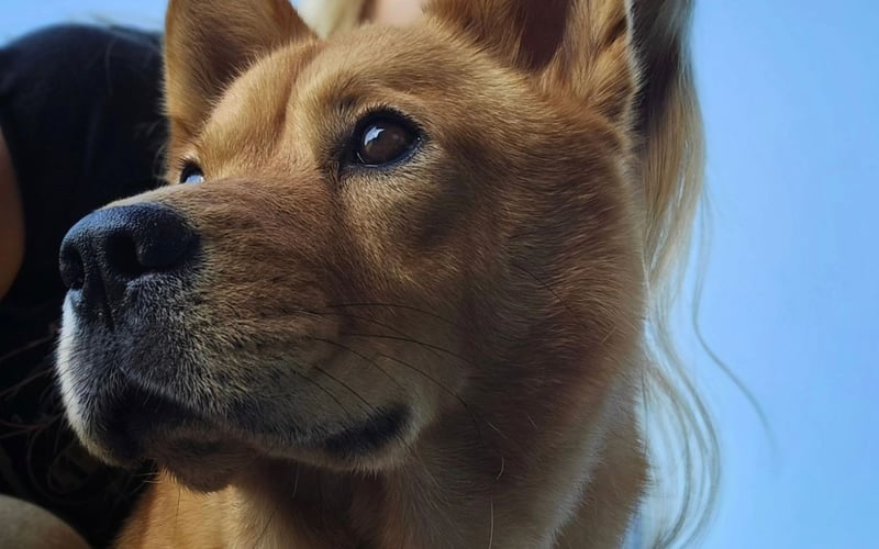 Mania jest dwuipółletnią Suczka mix Chao chao. Ma cudowny charakter jest bardzo słuchana i chodzi na spacerki bez smyczki. Jest bardzo przywiązana do swoich właścicieli doskonale dogaduje się z kotkiem tygryskiem.